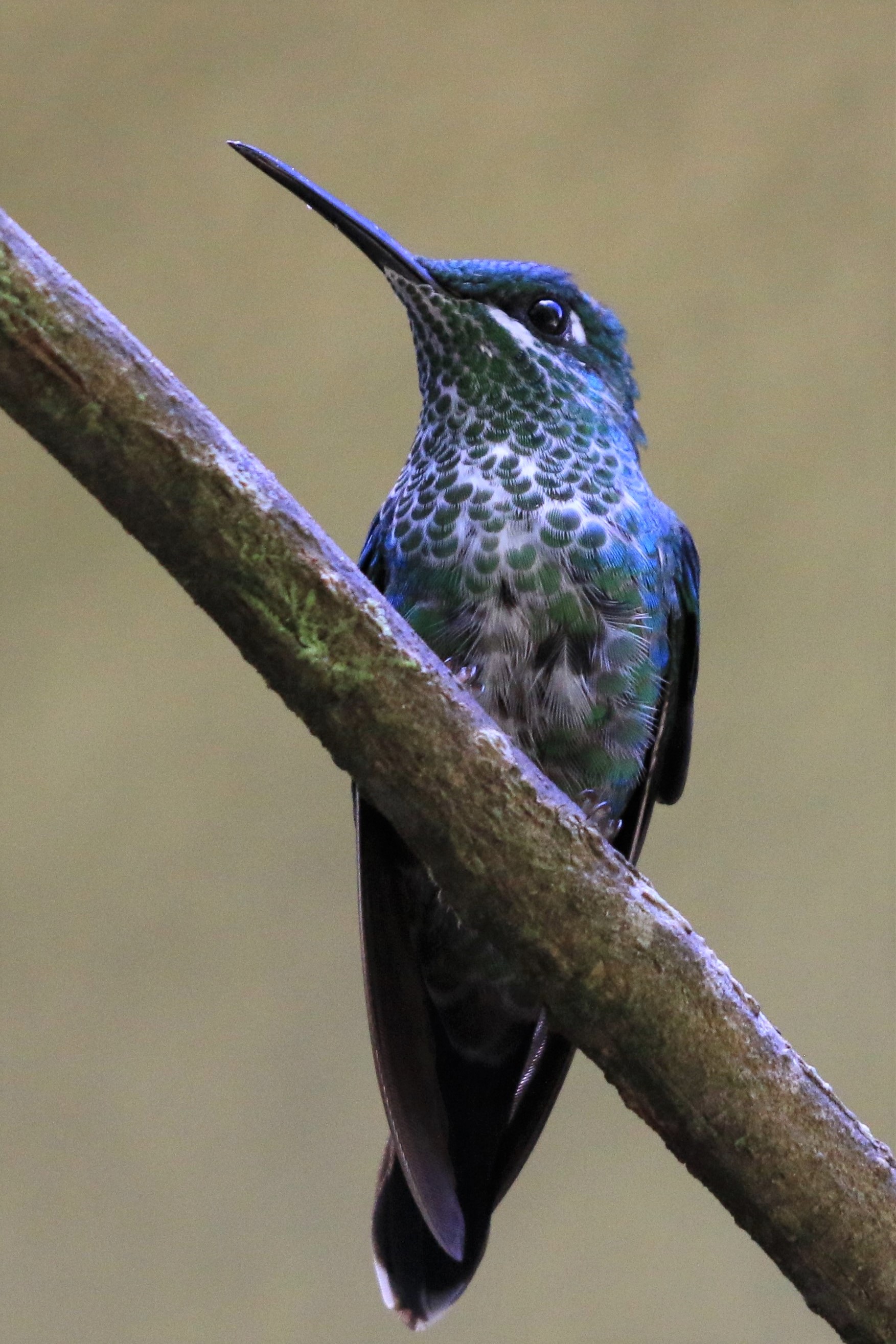 Costa Rica